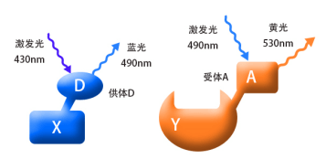 FRET技術的應用