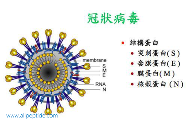 新型冠狀病毒與抗冠狀病毒多肽研究