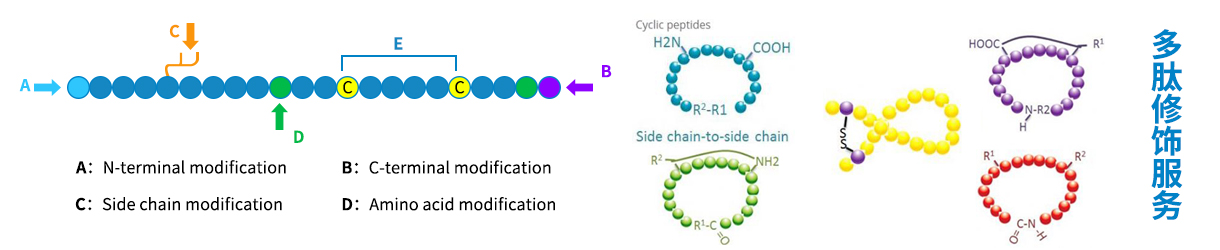 多肽修飾介紹