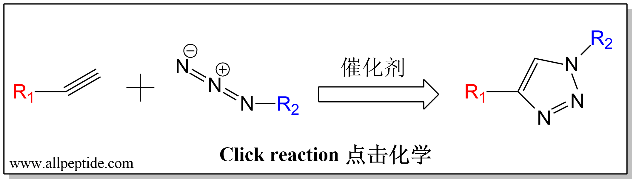 點(diǎn)擊化學(xué)如何在多肽結(jié)構(gòu)中運(yùn)用？