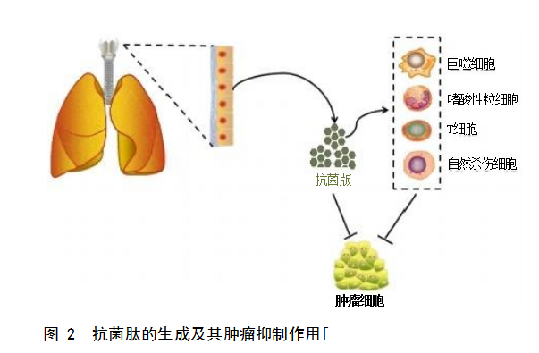 抗菌肽對(duì)抗腫瘤細(xì)胞的機(jī)制：選擇性膜破壞和非膜溶解