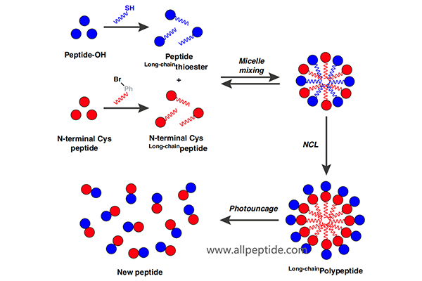 混合形成膠束的兩條烷基化肽，合并形成新肽鏈