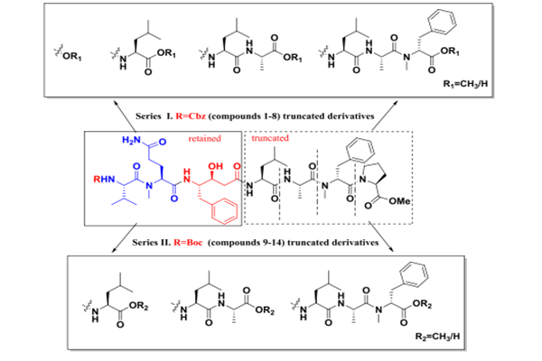 推薦文獻(xiàn)：設(shè)計(jì)，合成和生物活性的tasiamide B衍生物作為組織蛋白酶D抑制劑