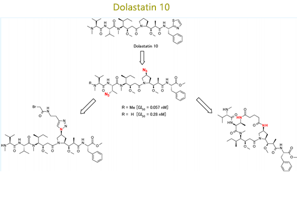 （海兔毒素）線性和大環(huán)含吡咯烷環(huán)修飾的Dolastatin 10類似物的合成和評價(jià)