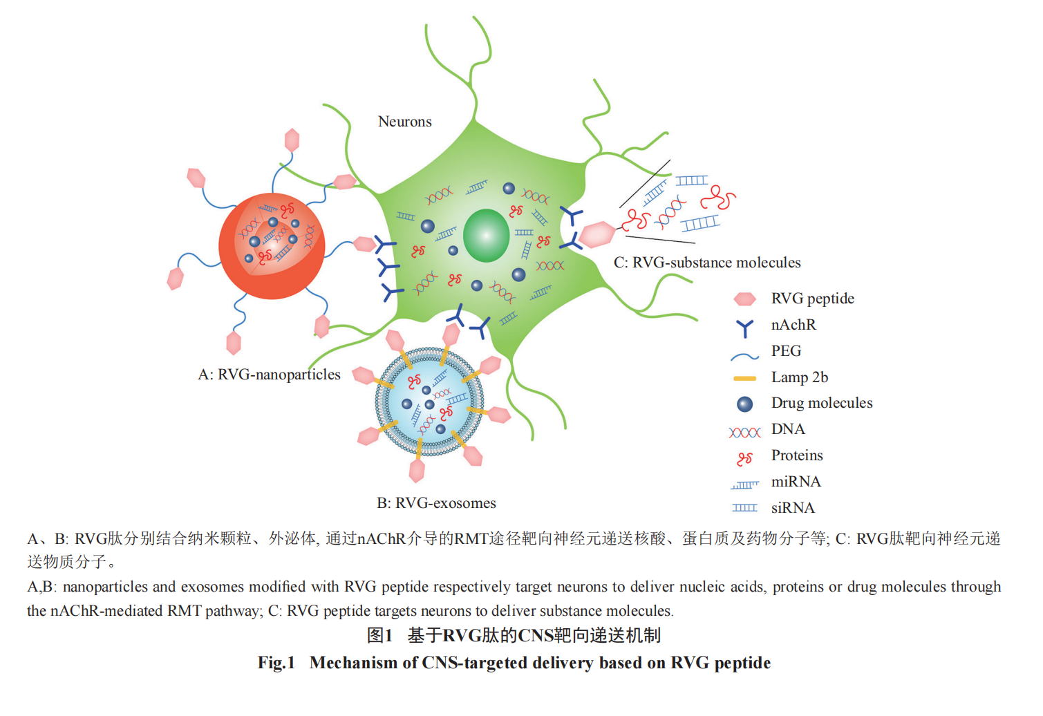 基于RVG肽的中樞神經(jīng)系統(tǒng)靶向遞送策略進(jìn)展