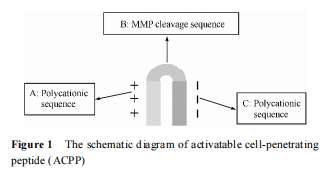可活化細胞穿膜肽的設(shè)計與酶解研究