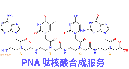 肽核酸合成服務(wù)