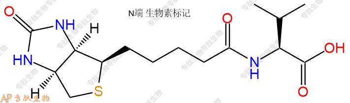 專肽生物產(chǎn)品Biotin-Val