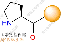 專肽生物產(chǎn)品H2N-Pro-Resin