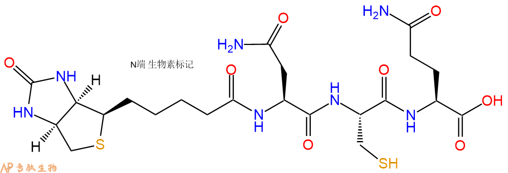 專肽生物產(chǎn)品Biotinyl-Asn-Cys-Gln-OH